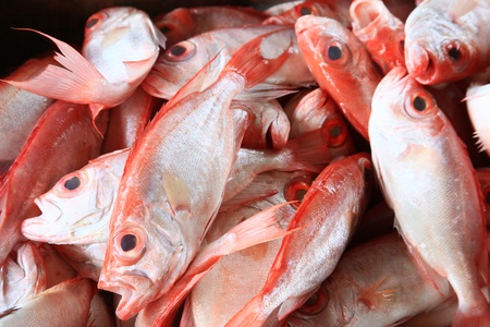 sea fish in the basket.の写真素材