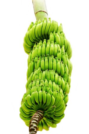 bunch of bananas in white backgroundの写真素材