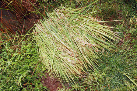 Rice field.の写真素材