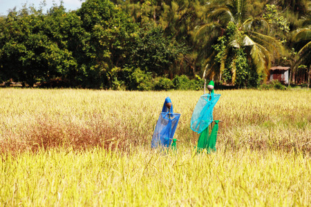 Rice field.の写真素材