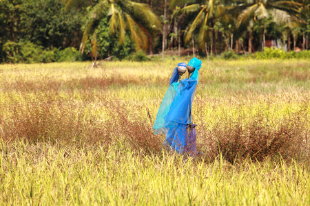 Rice field.の写真素材