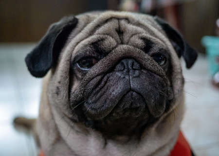 Close-up photo of Pug dog.Pug dog looking at camera with a still expression on its face.の写真素材