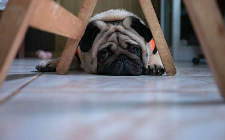 Close-up photo of Pug dog.Pug dog looking at camera with a still expression on its face.の写真素材