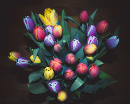 Bouquet of colored tulips in blue on a black backgroundの写真素材