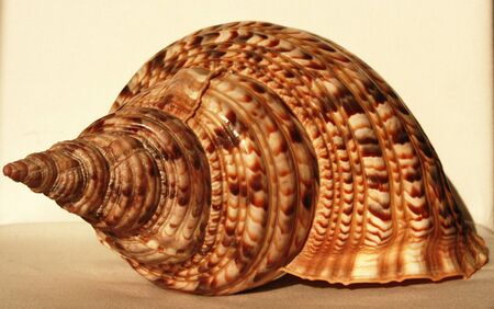 Trumpet Triton is the largest species in the triton family, common in the Indo-Pacificの写真素材