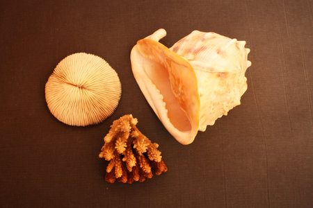 Horned Helmet and coral from the Indian Oceanの写真素材