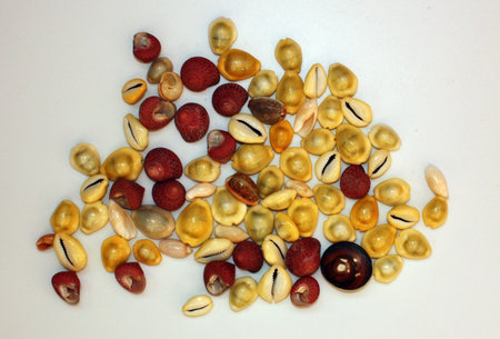  Miniature seashells common in the Indian Ocean, called Strawberry Top and Cypraea Moneta