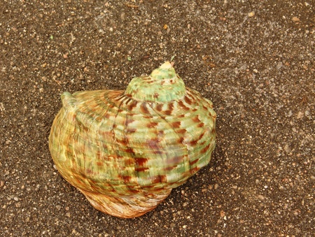 Shell of tropical seas  of  green color against a black backgroundの写真素材