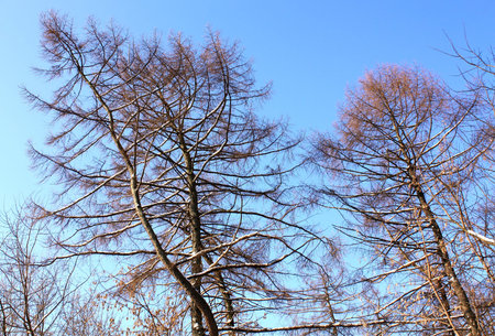 trees without leaves in winter park