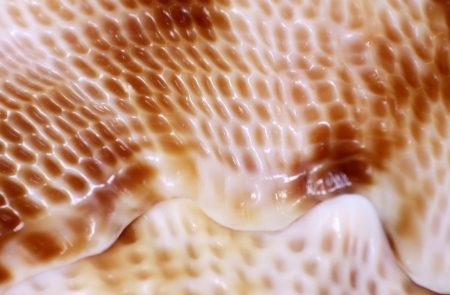 Fragment of a seashell of coffee-brown color with a mesh carapaceの写真素材