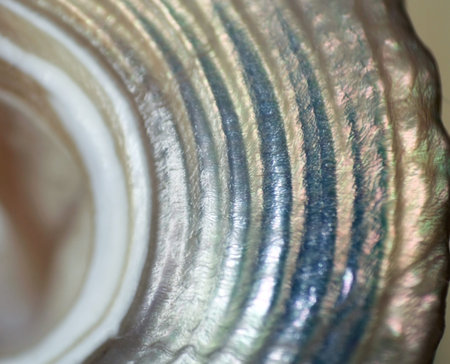 Body of a pearly seashell  with nuance close-upの写真素材