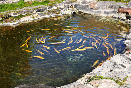 A flock of golden trout in the water at the fish farmの写真素材