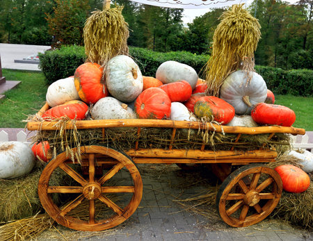 Red and white pumpkins on a wooden cart with strawの写真素材