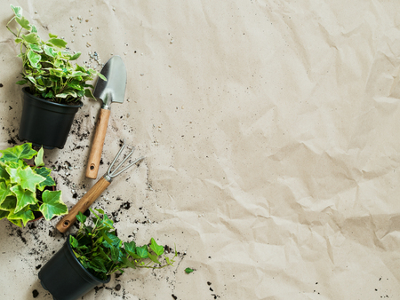Gardening tools with succulents plants in pots on rumpled craft paper.の写真素材