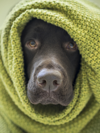 Close view of purebred brown dog nose of Labrador in green woolen plaidの写真素材