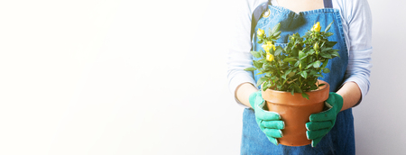 Hands of a young woman planting roses in the flower pot. Planting home plants. Gardening at home. Long wide banner with copy space backgroundの写真素材