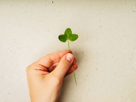 Female hands making herbarium from clover on craft paper. Dried herbs and dried flowers for making herbarium. Floral background.の写真素材