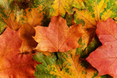 Autumn background with colored maple leaves. Creative season layout.