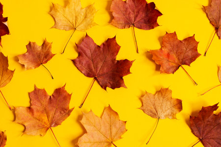 Flat lay of nature pattern colorful autumn leaves on yellow background. Seasonal concept. Creative...
