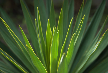 Close up of green plant