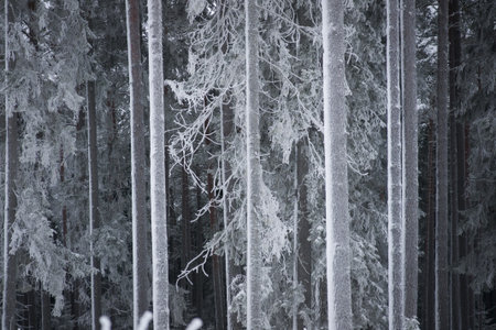 Trunks of pine trees and spruces on a cold winter day