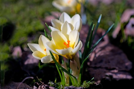 Close up of yellow crocus in early springの写真素材
