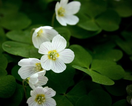 Close up of a few white woodsorrelの写真素材