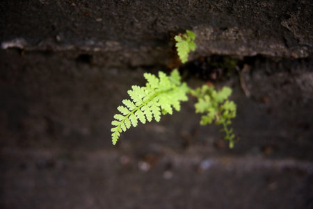 Fern growing on a conrete staircaseの写真素材