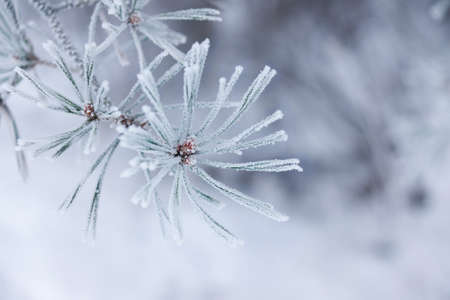 Twig of conifer with frost on the needlesの写真素材