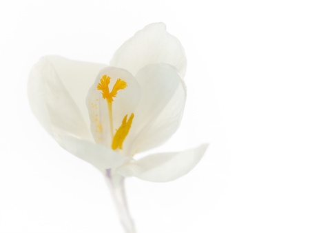 Close-up of purple and white crocus isolated on whiteの写真素材
