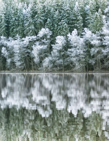 A forest of pine trees reflected in a lake in winterの写真素材
