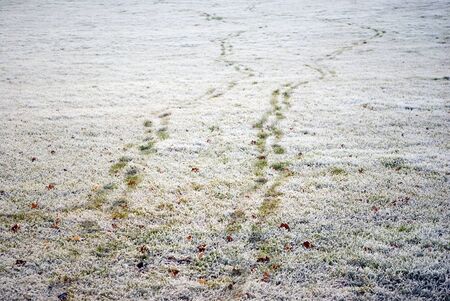 Footprints in grass with hoar frostの写真素材