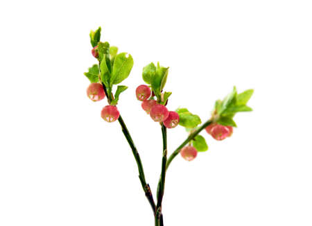Unripe bilberries isolated on whiteの写真素材