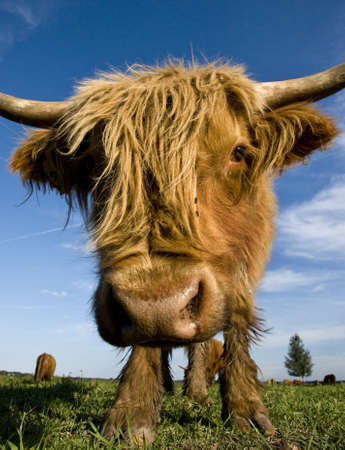 Close-up of hairy cow (Scottish Highland Cattle).の写真素材
