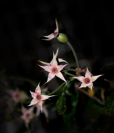 Close up of rose hip and remaining leaves on a rose bush in autumnの写真素材