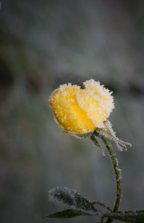 Close up of yellow rose with ice crystalsの写真素材
