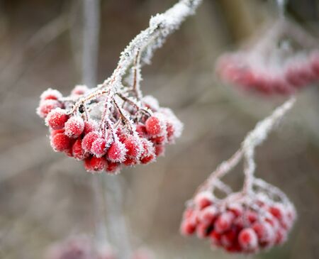 Bunch of rowan berries with ice crystalsの写真素材