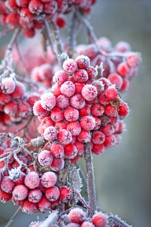 Close up of bunches of rowan berries with ice crystalsの写真素材