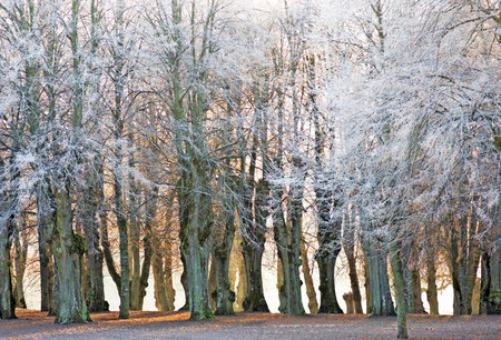 Row of lime trees with hoar frost の写真素材