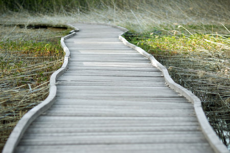 Low angle view of a footpath over a swamp area