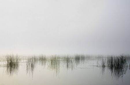 Reeds in a lake in a foggy morningの写真素材