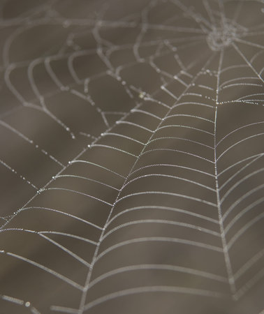 Cobweb with morning dew against brown background