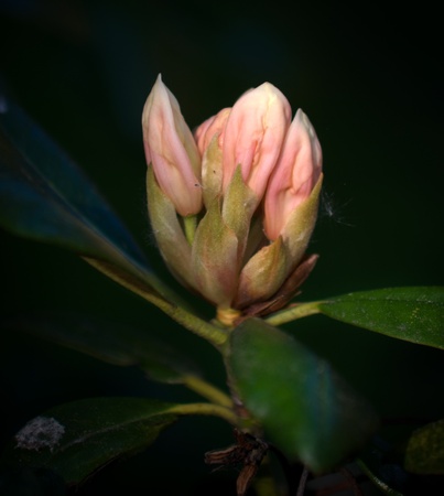 Pink rhododendron bud with dark backgroundの写真素材