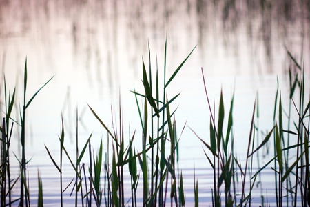 Close up of reeds in a lakeの写真素材