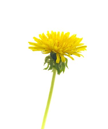 Dandelion isolated on whiteの写真素材