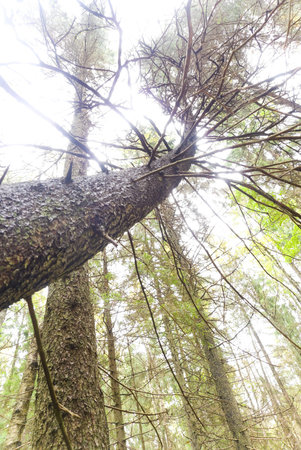Low angle view of pine tree in wild forest
