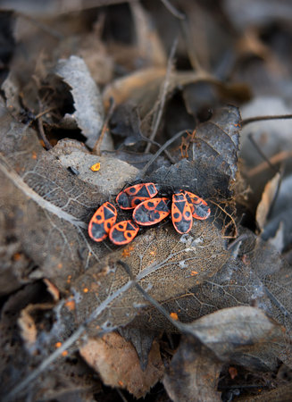Milkweed bugs on brown leaves