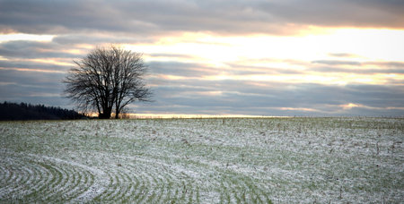 Field with tree in winterの写真素材