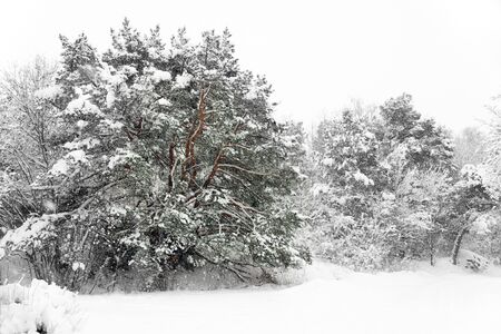 Pine trees in a heavy snow storm の写真素材