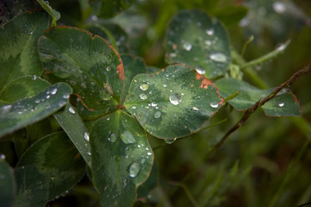 Rain drops on a green leaf